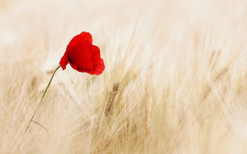 Seasonal flowers